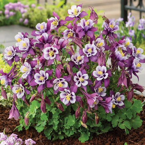 Columbine Seeds - Purple & White