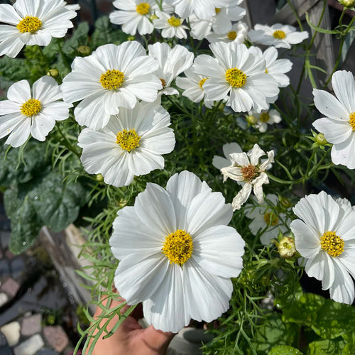 Cosmos Seeds - Pure White