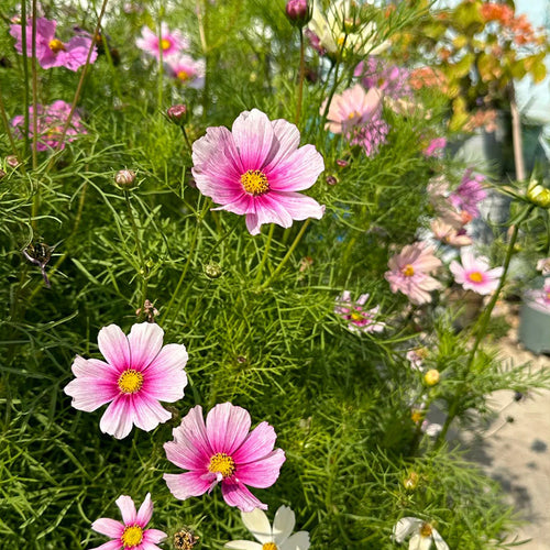 Cosmos Seeds - Watermark Pink