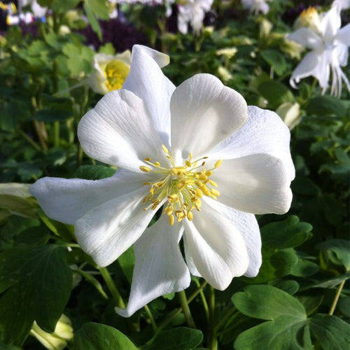 Columbine Seeds - Pure White