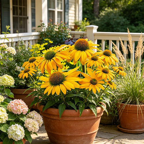Coneflower Seeds - Yellow Green-Cone