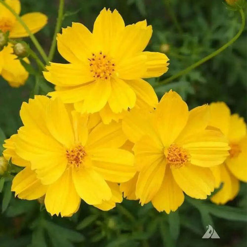 Coreopsis Seeds - Golden Yellow
