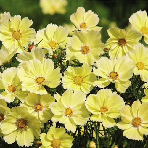 Cosmos Seeds - Yellow