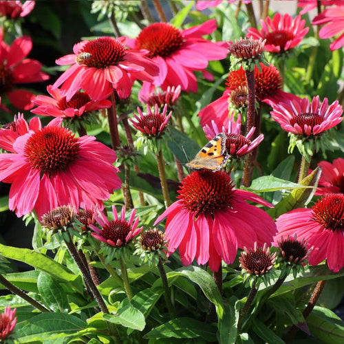 Coneflower Seeds - Deep Red