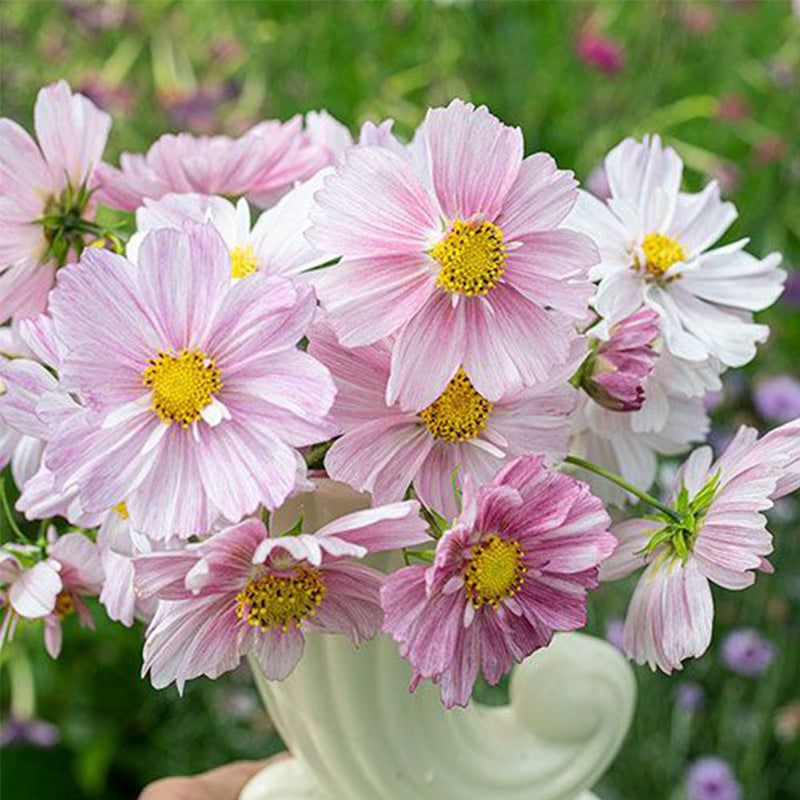 Cosmos Seeds - Striped Pink