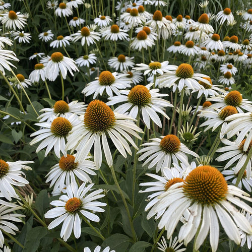 Coneflower Seeds - White Swan