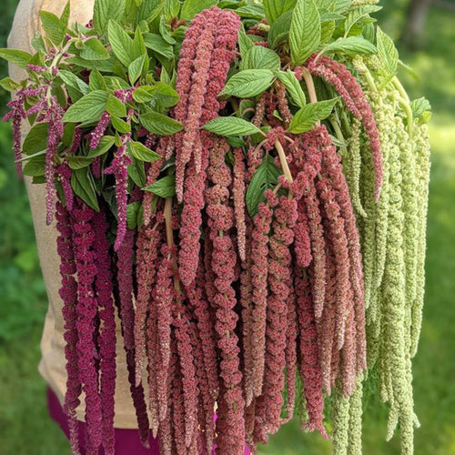 Amaranthus Seeds - Mixed Cascade