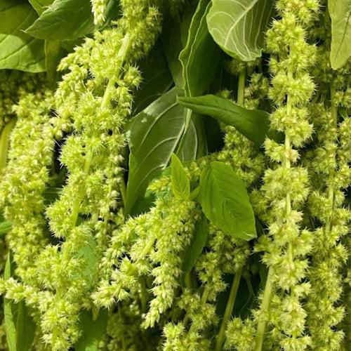Amaranthus Seeds - Green Tails