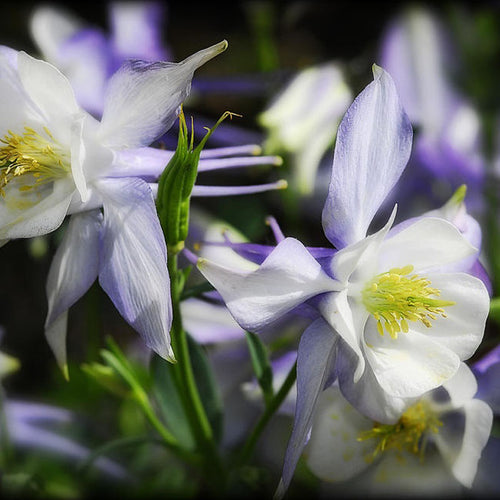 Columbine Seeds - Light Blue & White