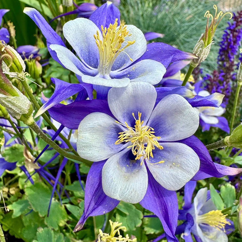 Columbine Seeds - Deep Blue
