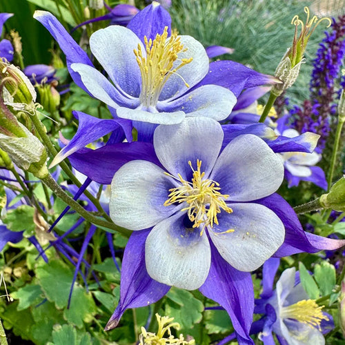 Columbine Seeds - Deep Blue