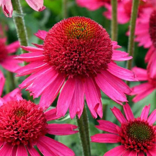 Coneflower Seeds - Pink & Copper Green Crown
