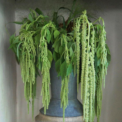 Amaranthus Seeds - Green Tails