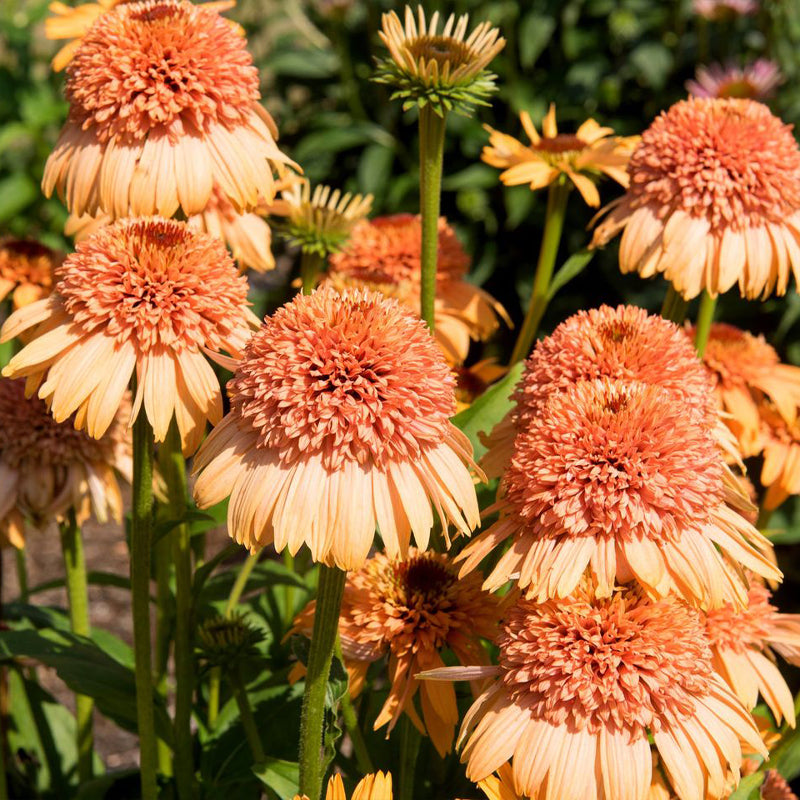 Coneflower Seeds - Double Peach