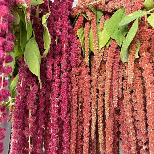 Amaranthus Seeds - Coral Cascade