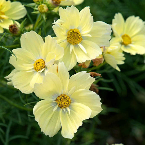 Cosmos Seeds - Pale Yellow