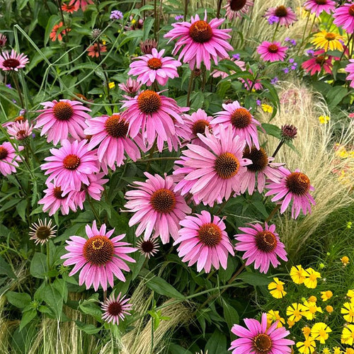 Coneflower Seeds - Classic Pink