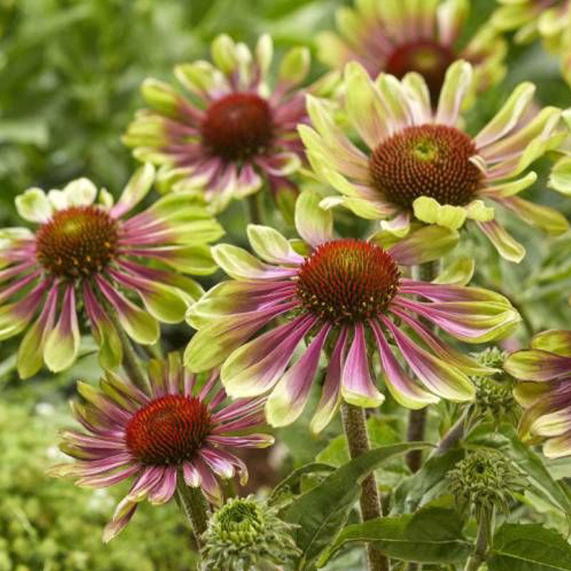 Coneflower Seeds - Green Twister