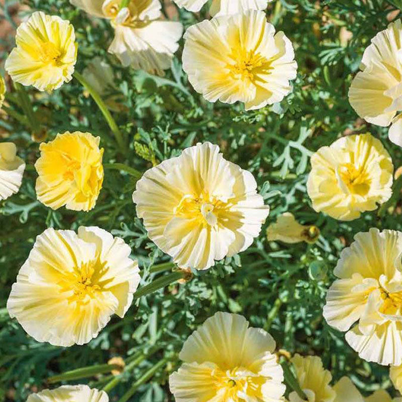 California Poppy Seeds - Creamy Double