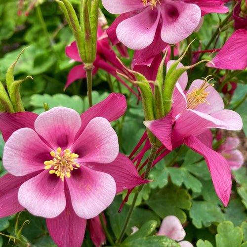 Columbine Seeds - Pink Bicolor