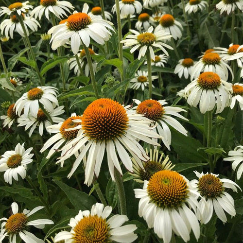 Coneflower Seeds - White Swan