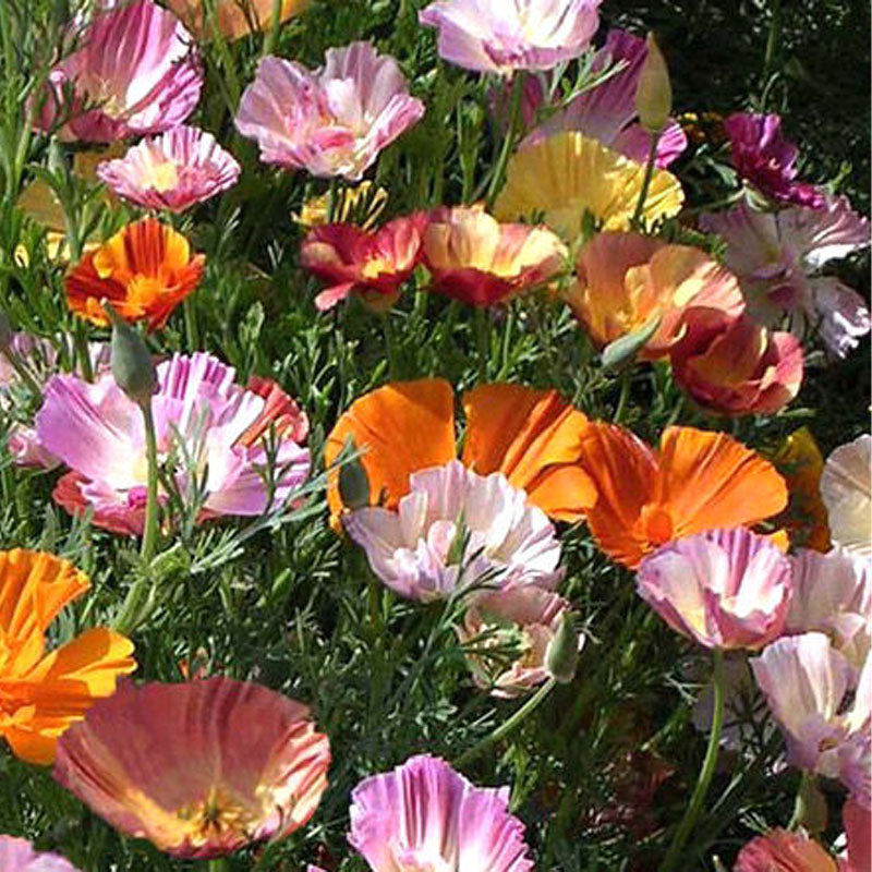 California Poppy Seeds - Rainbow Mix