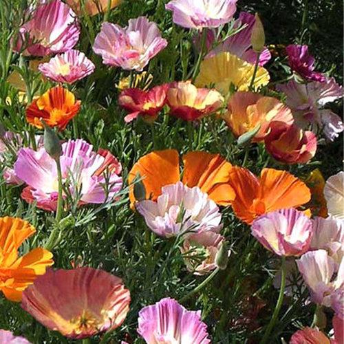 California Poppy Seeds - Rainbow Mix