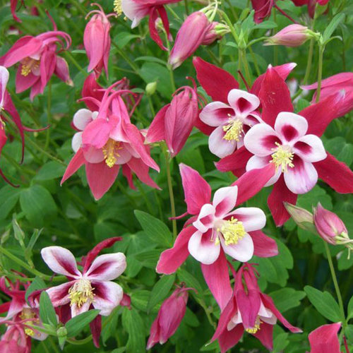 Columbine Seeds - Red & White Star