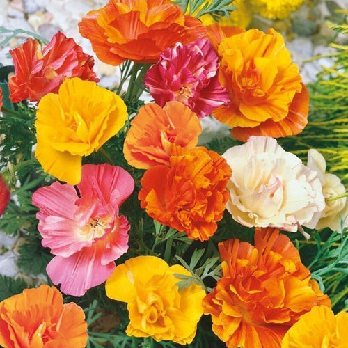 California Poppy Seeds - Double Ruffled Mix