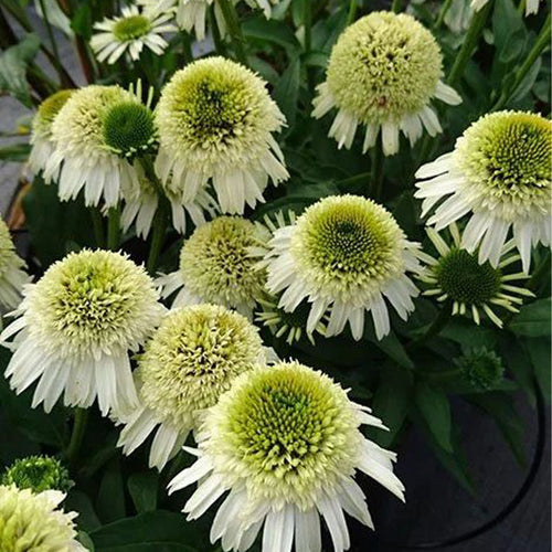 Coneflower Seeds - Double White Green