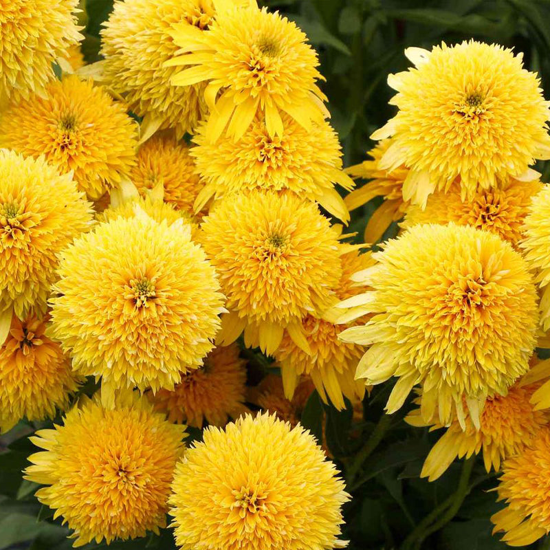 Coneflower Seeds - Double Yellow