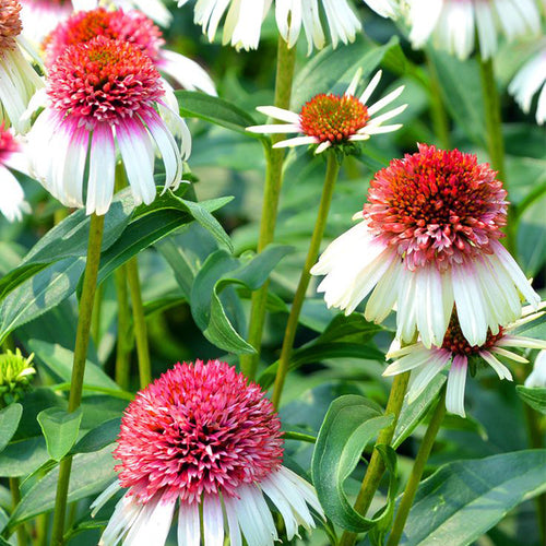 Coneflower Seeds - Double Pink & White