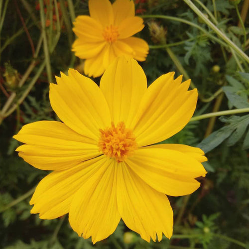 Coreopsis Seeds - Golden Yellow