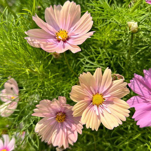 Cosmos Seeds - Pastel Pink