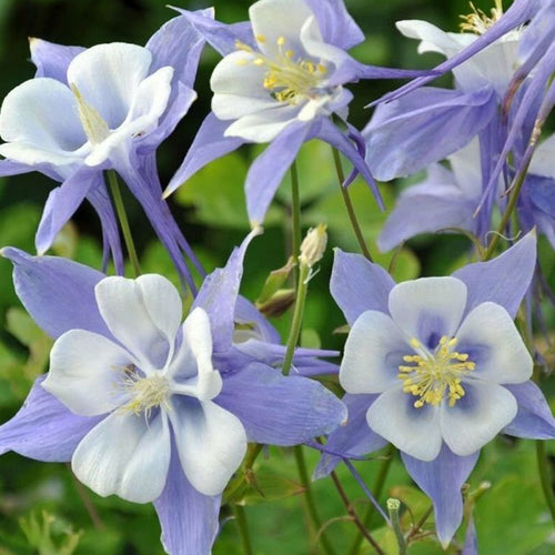 Columbine Seeds - Light Blue & White