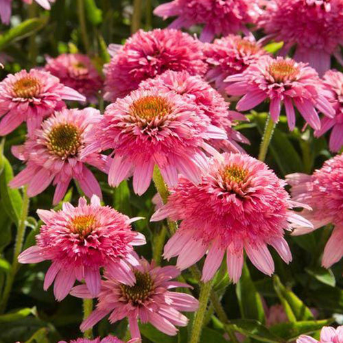 Coneflower Seeds - Double Pink