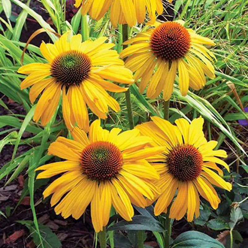 Coneflower Seeds - Yellow Green-Cone