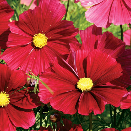 Cosmos Seeds - Deep Red