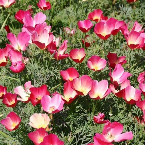 California Poppy Seeds - Pink Bicolor
