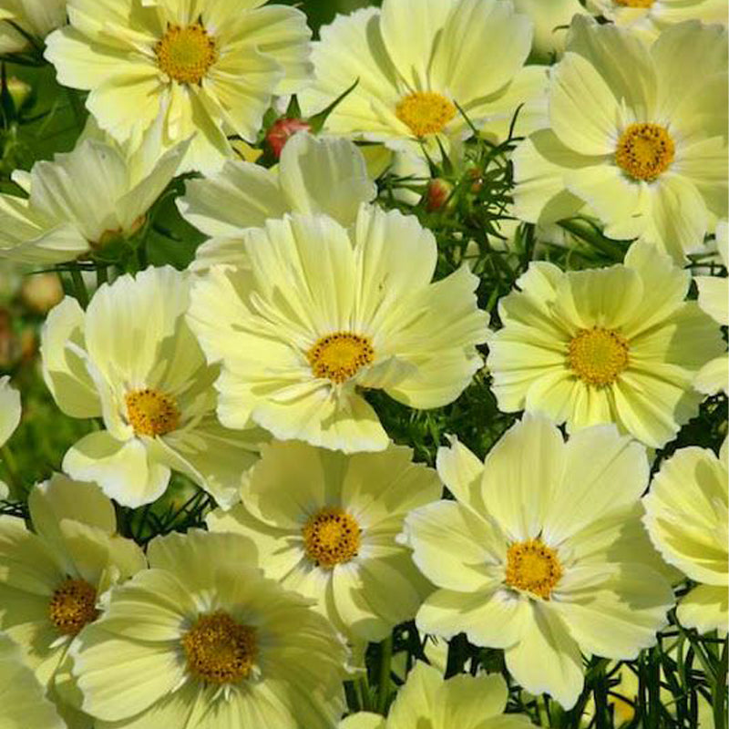Cosmos Seeds - Yellow
