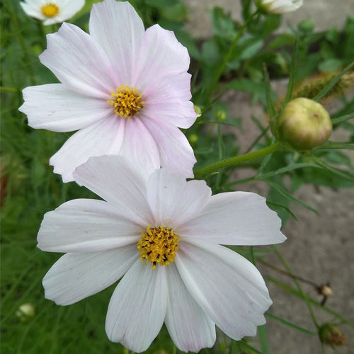 Cosmos Seeds - Soft Pink Ring