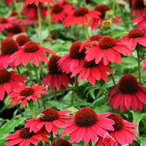 Coneflower Seeds - Deep Red