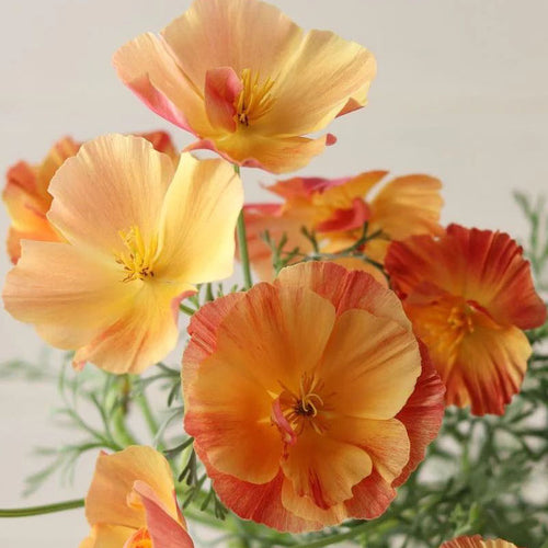 California Poppy Seeds - Peach Ruffled