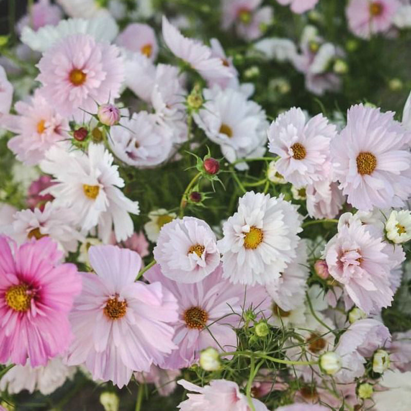 Cosmos Seeds - Striped Pink