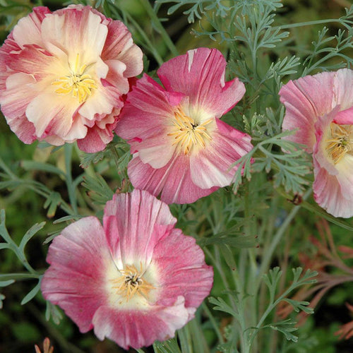 California Poppy Seeds - Ruffled Picotee
