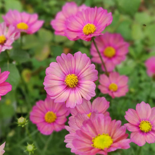 Cosmos Seeds - Bicolor Pink.