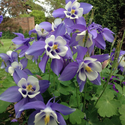 Columbine Seeds - Deep Blue
