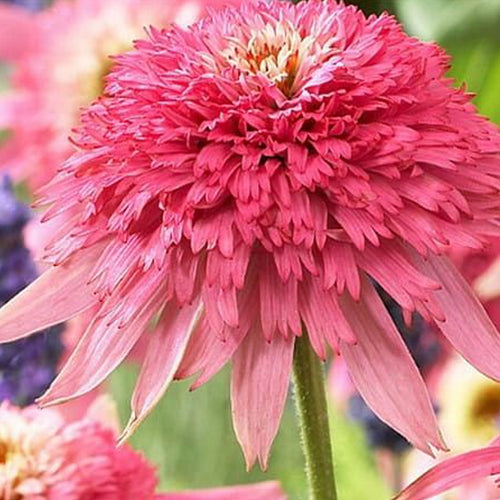 Coneflower Seeds - Pink & Copper Crown