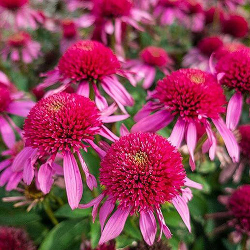 Coneflower Seeds - Pink & Copper Green Crown