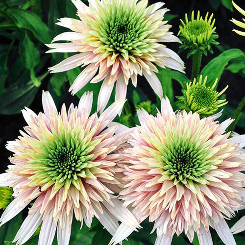 Coneflower Seeds - Double Green & Pink